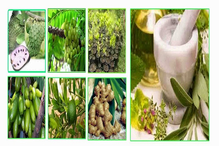 Inilah Tanaman Obat yang Berkhasiat Untuk Mengobati Bermacam Penyakit